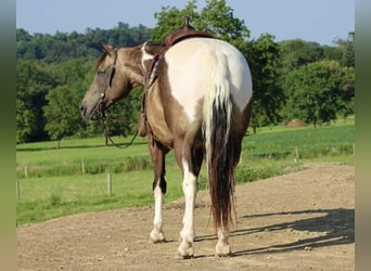 American Quarter Horse, Gelding, 13 years, 15,1 hh
