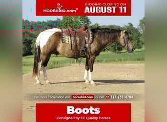 American Quarter Horse, Gelding, 13 years, 15,1 hh