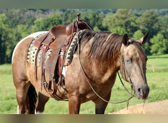 American Quarter Horse, Gelding, 13 years, 15,1 hh