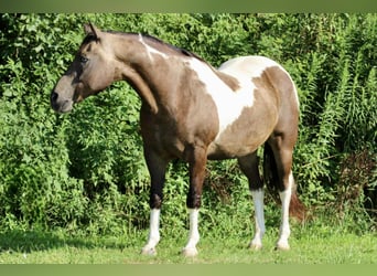 American Quarter Horse, Gelding, 13 years, 15,1 hh