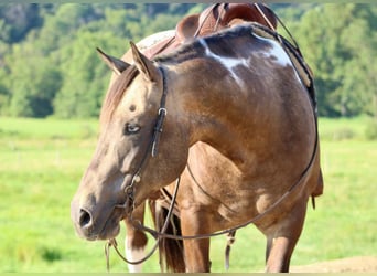 American Quarter Horse, Gelding, 13 years, 15,1 hh