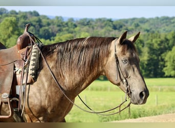 American Quarter Horse, Gelding, 13 years, 15,1 hh