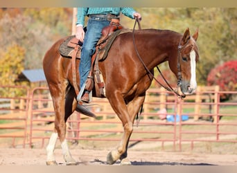 American Quarter Horse, Gelding, 13 years, 15,1 hh, Sorrel