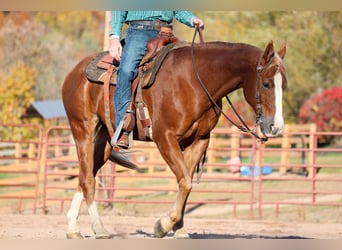 American Quarter Horse, Gelding, 13 years, 15,1 hh, Sorrel