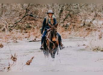 American Quarter Horse, Gelding, 13 years, 15,1 hh, Tobiano-all-colors
