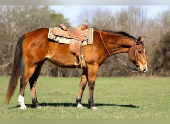 American Quarter Horse, Gelding, 13 years, 15,2 hh, Bay