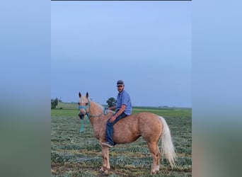 American Quarter Horse, Gelding, 13 years, 15,2 hh, Palomino