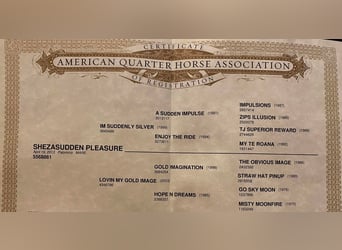 American Quarter Horse, Gelding, 13 years, 15,2 hh, Palomino