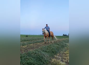 American Quarter Horse, Gelding, 13 years, 15,2 hh, Palomino
