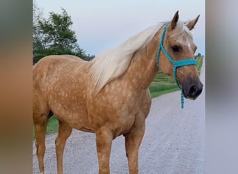 American Quarter Horse, Gelding, 13 years, 15,2 hh, Palomino