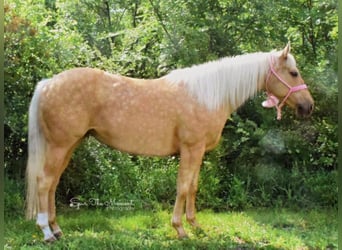 American Quarter Horse, Gelding, 13 years, 15,2 hh, Palomino
