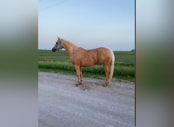American Quarter Horse, Gelding, 13 years, 15,2 hh, Palomino