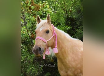 American Quarter Horse, Gelding, 13 years, 15,2 hh, Palomino