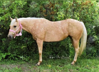 American Quarter Horse, Gelding, 13 years, 15,2 hh, Palomino