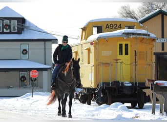 American Quarter Horse, Gelding, 13 years, 15,3 hh, Roan-Blue