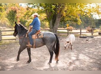American Quarter Horse, Gelding, 13 years, 16.1 hh, Roan-Blue