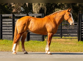 American Quarter Horse, Gelding, 13 years, 16.2 hh, Chestnut