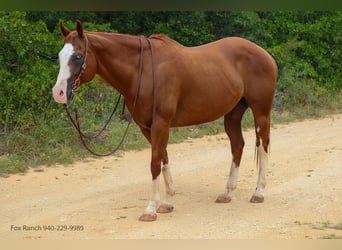 American Quarter Horse, Gelding, 13 years, 16 hh, Chestnut