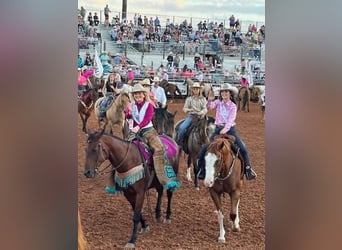 American Quarter Horse, Gelding, 13 years, 16 hh, Chestnut