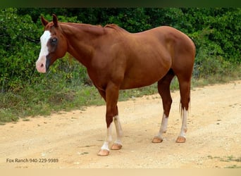 American Quarter Horse, Gelding, 13 years, 16 hh, Chestnut