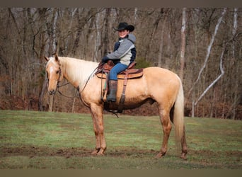 American Quarter Horse, Gelding, 13 years, 16 hh, Palomino