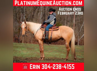 American Quarter Horse, Gelding, 13 years, 16 hh, Palomino