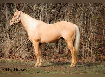 American Quarter Horse, Gelding, 13 years, 16 hh, Palomino