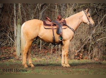 American Quarter Horse, Gelding, 13 years, 16 hh, Palomino