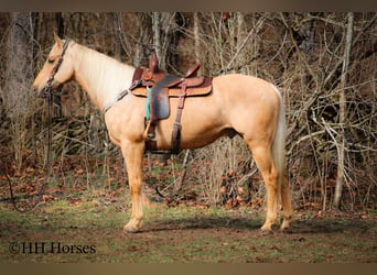 American Quarter Horse, Gelding, 13 years, 16 hh, Palomino