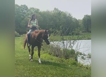 American Quarter Horse, Gelding, 13 years, 16 hh, Sorrel