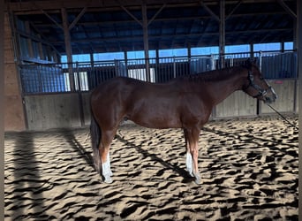 American Quarter Horse, Gelding, 13 years, 16 hh, Sorrel