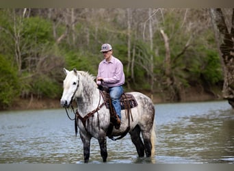 American Quarter Horse, Gelding, 13 years, 17 hh, Gray-Dapple