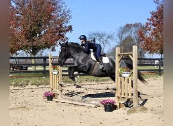 American Quarter Horse, Gelding, 13 years, 17 hh, Roan-Blue