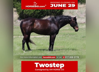 American Quarter Horse, Gelding, 13 years, Bay