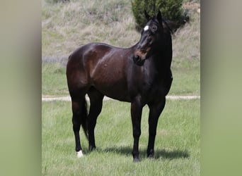 American Quarter Horse, Gelding, 13 years, Bay
