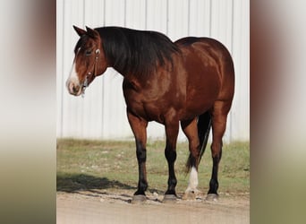 American Quarter Horse, Gelding, 13 years, Bay