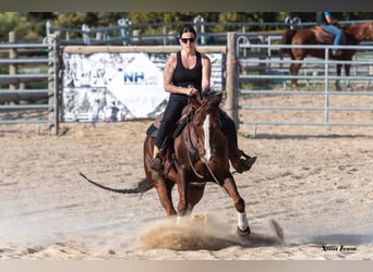 American Quarter Horse, Gelding, 13 years, Brown