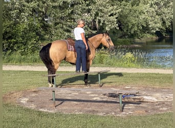 American Quarter Horse, Gelding, 13 years, Buckskin