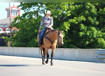 American Quarter Horse, Gelding, 13 years, Buckskin