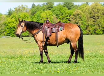 American Quarter Horse, Gelding, 13 years, Buckskin