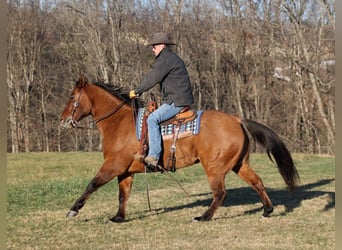 American Quarter Horse, Gelding, 13 years, Dun
