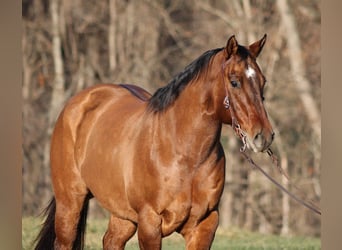 American Quarter Horse, Gelding, 13 years, Dun