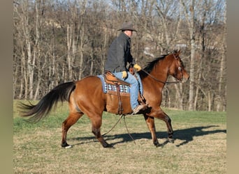 American Quarter Horse, Gelding, 13 years, Dun