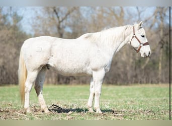 American Quarter Horse, Gelding, 13 years, Gray