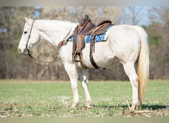 American Quarter Horse, Gelding, 13 years, Gray