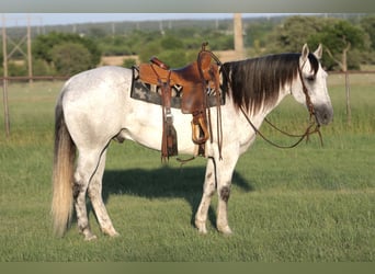 American Quarter Horse, Gelding, 13 years, Grey