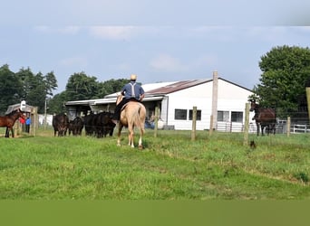 American Quarter Horse, Gelding, 13 years, Palomino