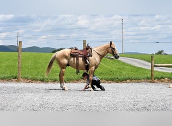 American Quarter Horse, Gelding, 13 years, Palomino