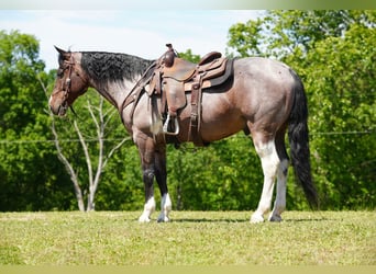 American Quarter Horse, Gelding, 13 years, Roan-Bay