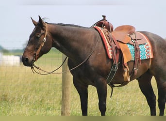 American Quarter Horse, Gelding, 13 years, Roan-Bay